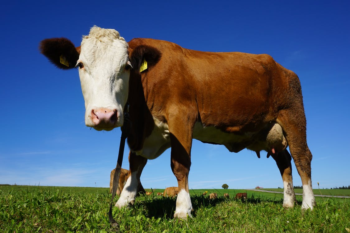 The first insurance payment in the livestock sector was made