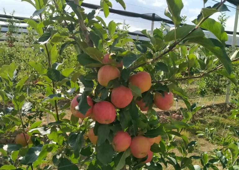 The apple orchard that raised the village