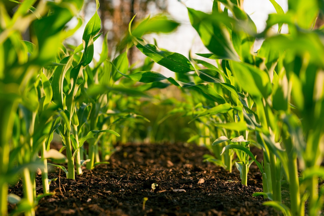 Benefits of artificial irrigation