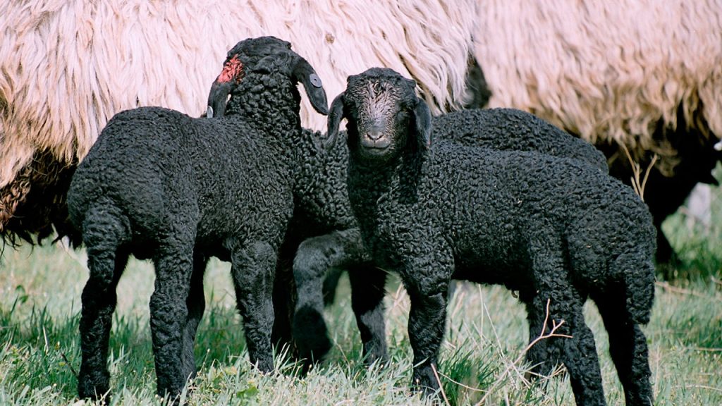 Direction - astrakhan breeding