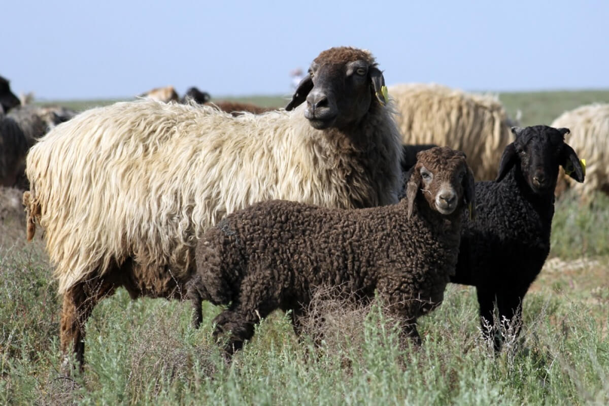 Овцеводство как выгодный бизнес