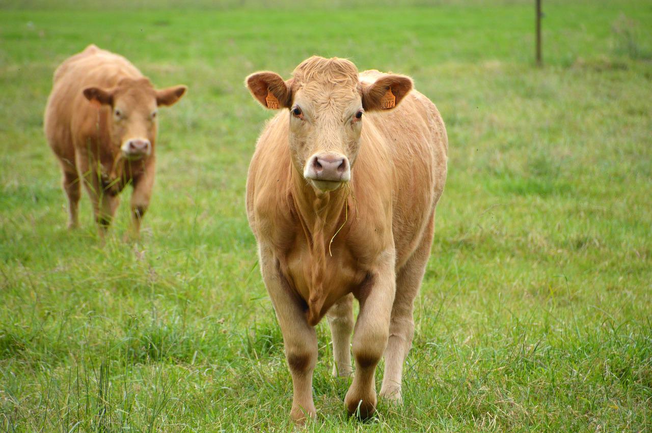 Bring the population of the Auliekol breed to 500