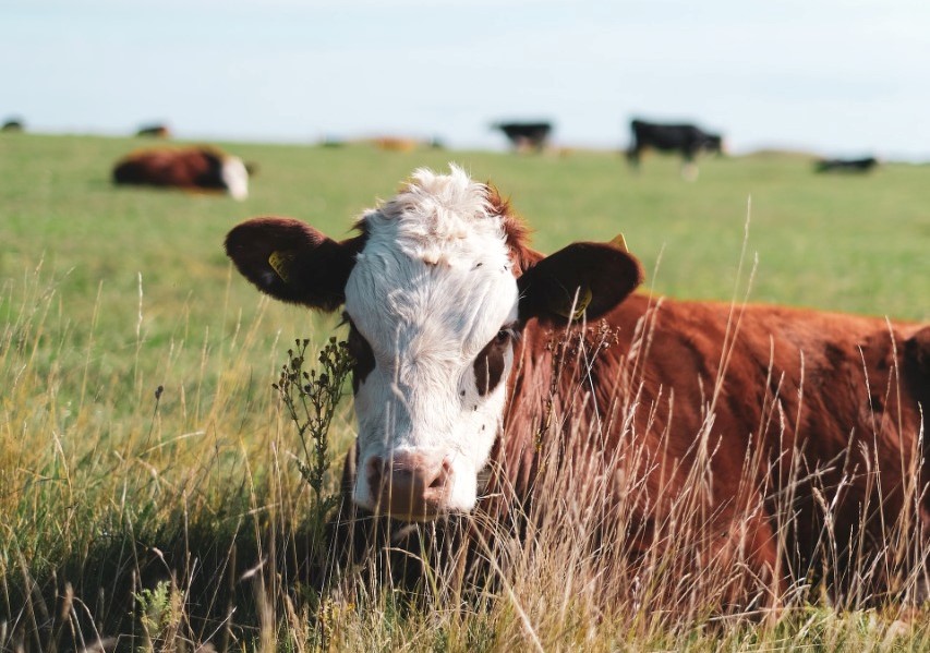 From dairy to meat