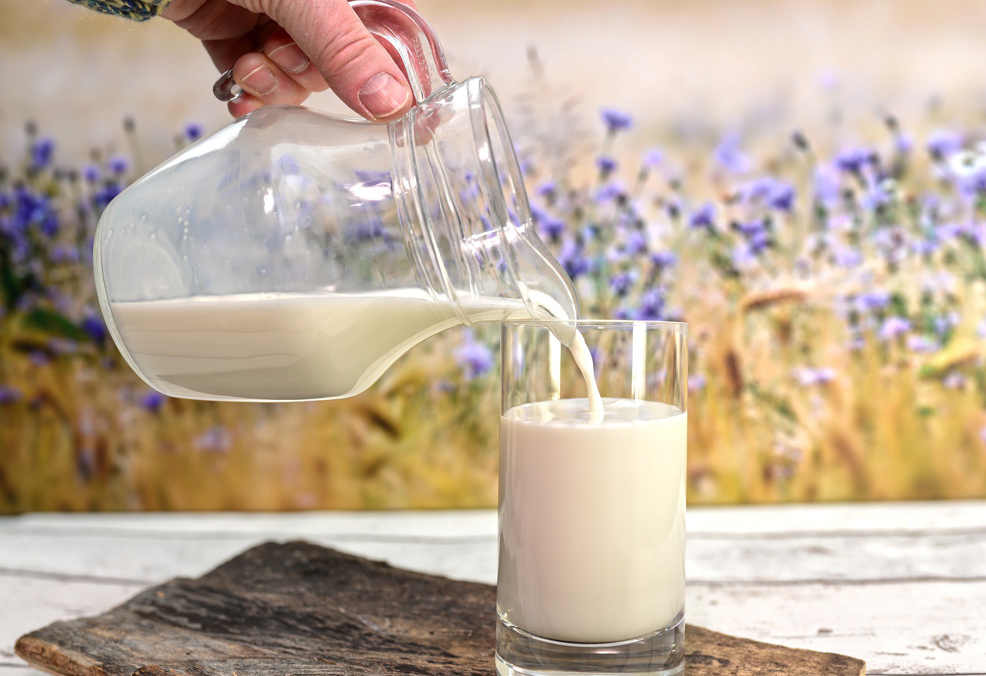 Established milk production