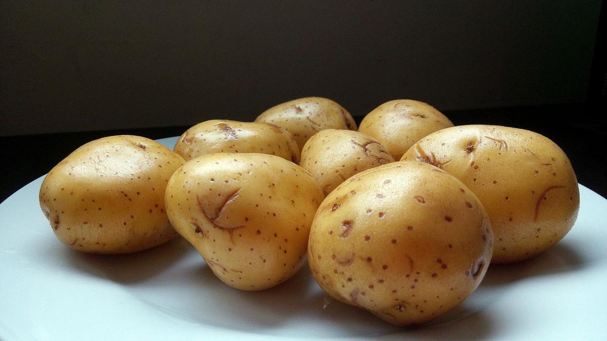 1 гектардан 30 тонна картоп